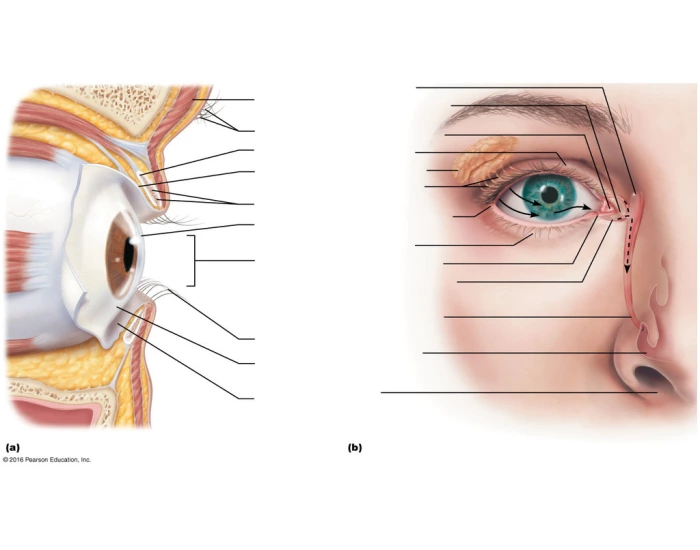 Accessory Structures And Lacrimal Apparatus Quiz 