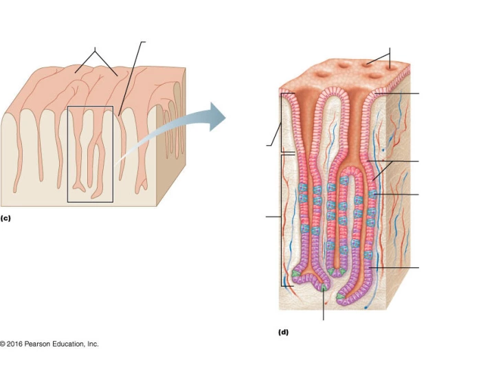 section of stomach wall showing rugae and gastric Quiz