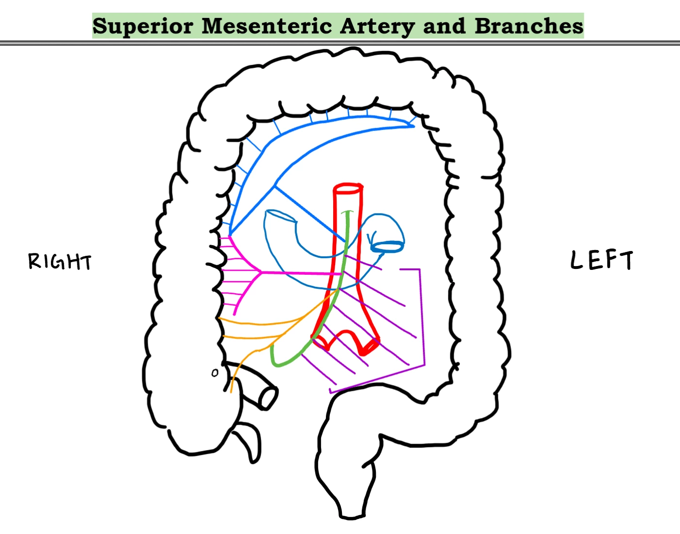 Superior Mesenteric Artery and Branches Quiz