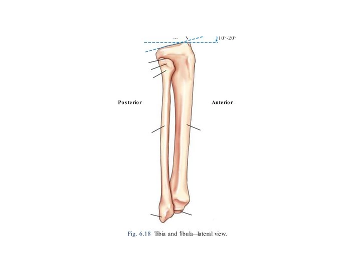 Tibia and Fibula lateral view — Printable Worksheet