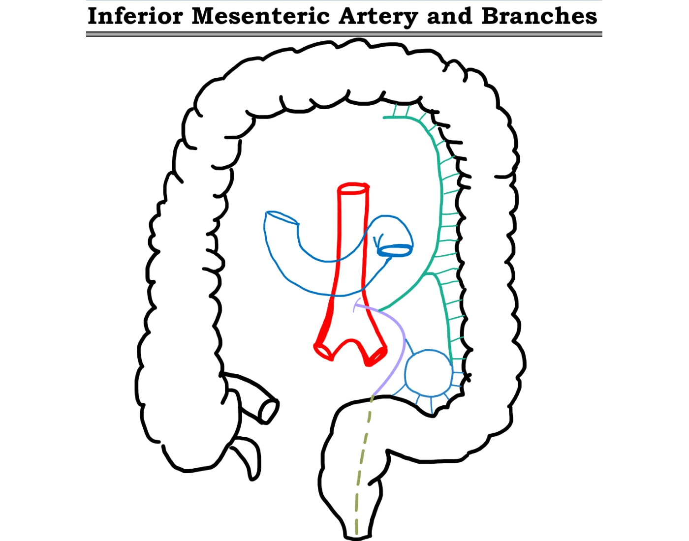 Inferior Mesenteric Artery and Branches Quiz