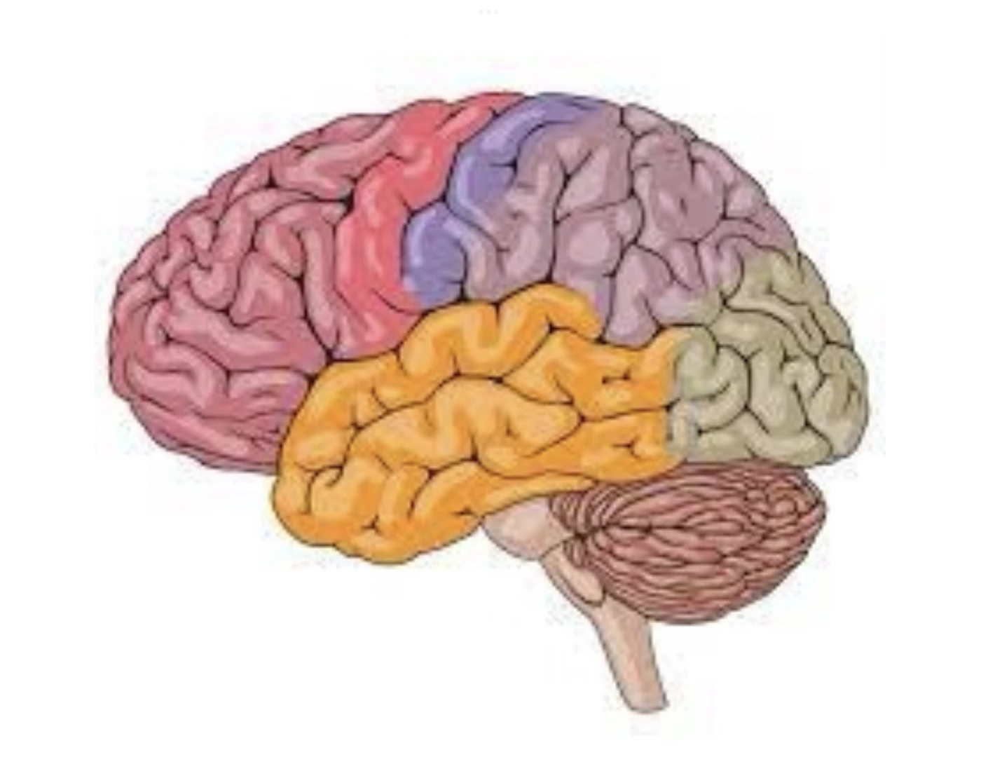 the-cerebral-brain-structure-quiz