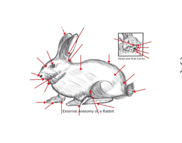 Rabbit Visual Dissection Chart External Anatomy of a Rabbit Quiz