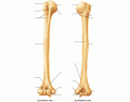 Humerus bones