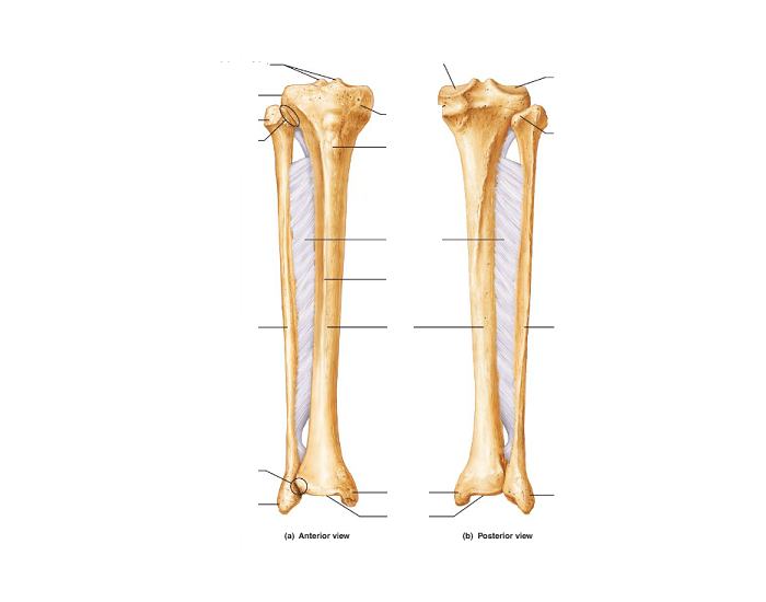 Unlabeled Tibia And Fibula Solved Choose 4 Areas On The Tibia And