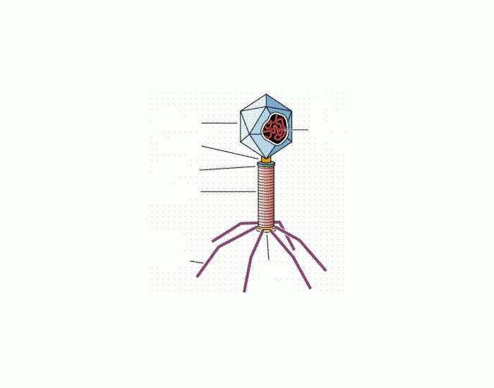 Exemplos de perguntas QUIZ  Download Scientific Diagram