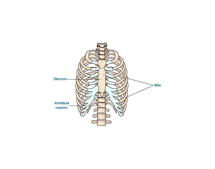 rib cage and sternum — Printable Worksheet
