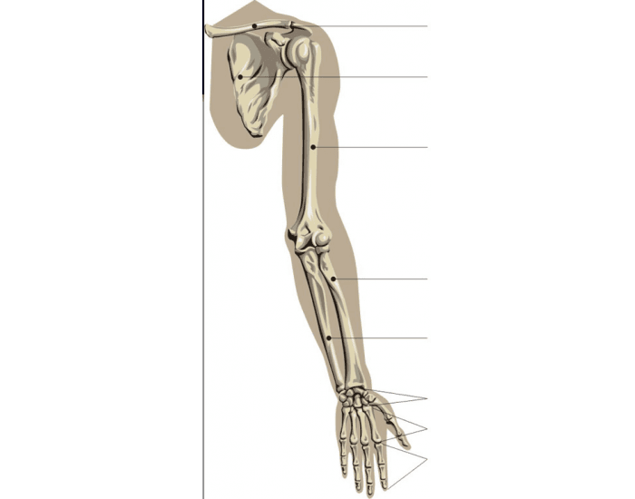 Shoulder: Bones (Pectoral Girdle)