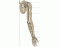 Arm Bones / Pectoral Girdle
