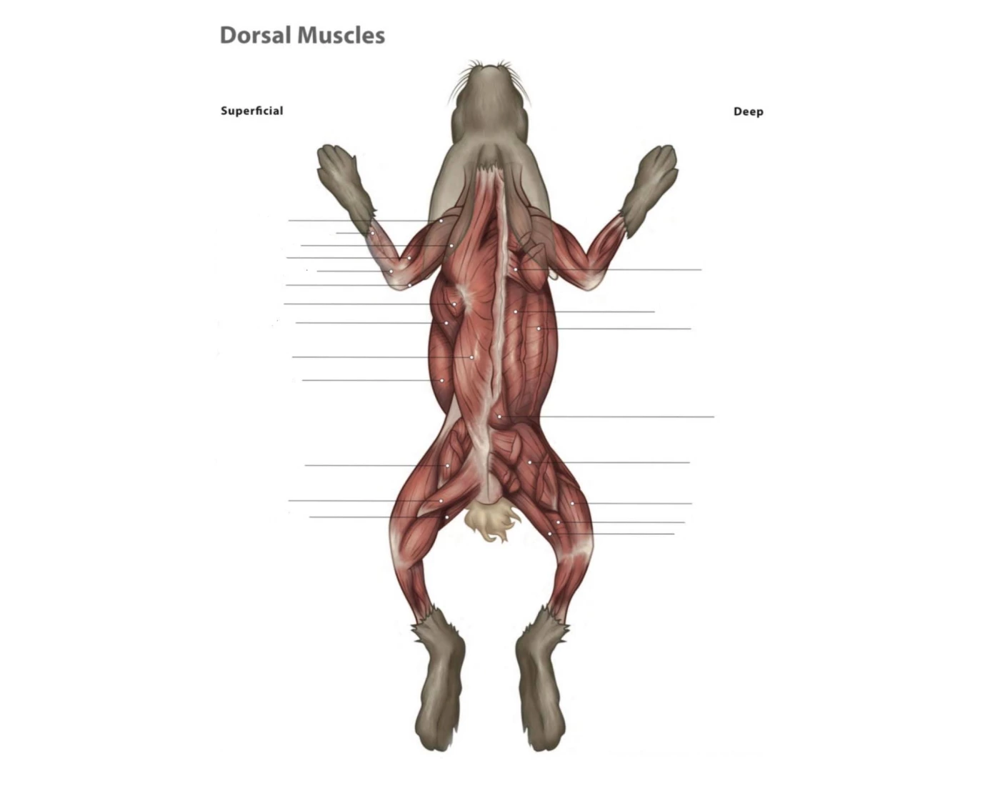Dorsal Muscles of a Rabbit Quiz