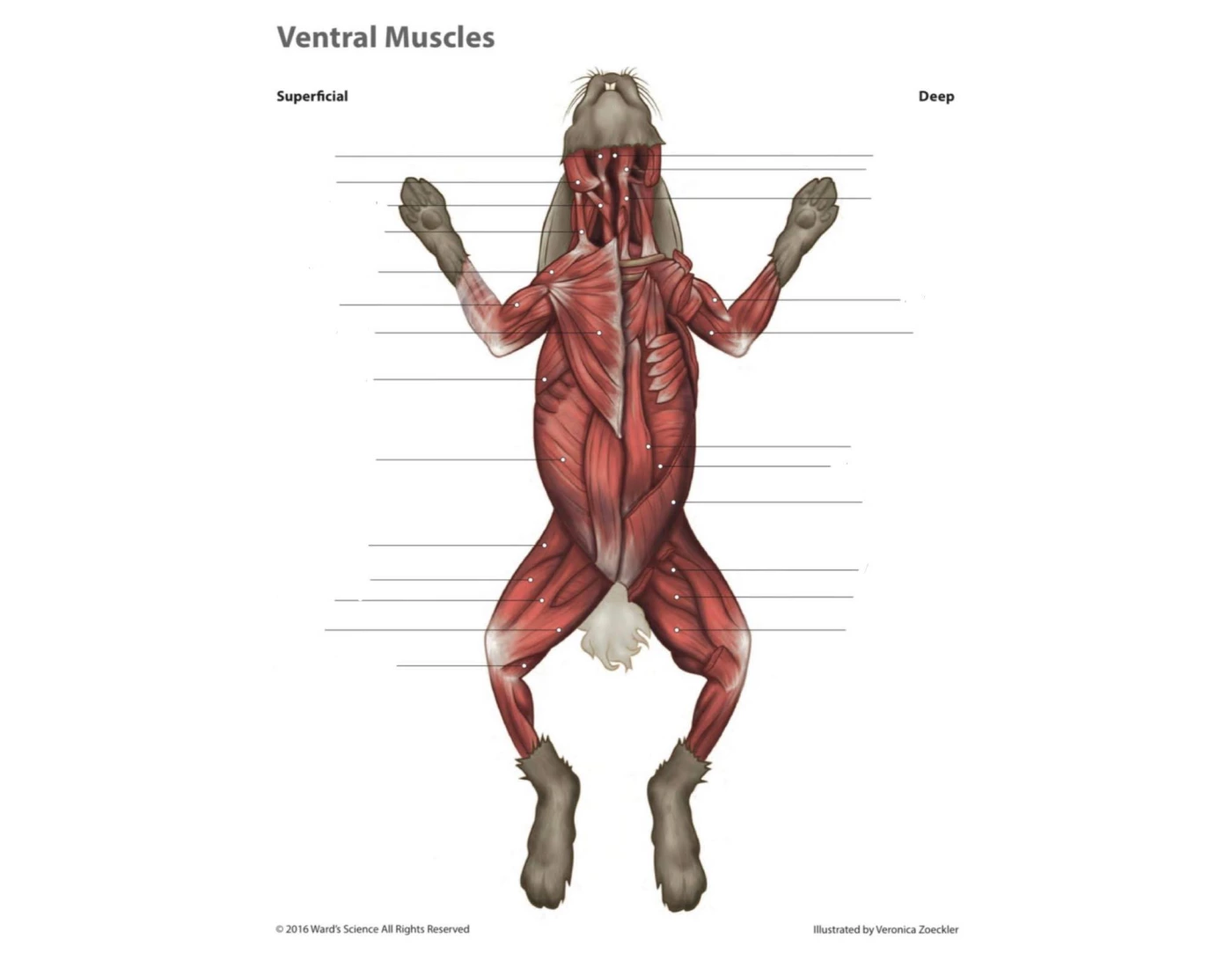 Ventral Muscles of Rabbit Quiz