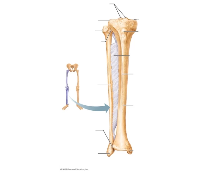 Labling Tibia Labeling Tibia and Fibular- Anterior View Quiz