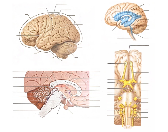 Brain Output Practice Brain Anatomy Practice — Printable Worksheet