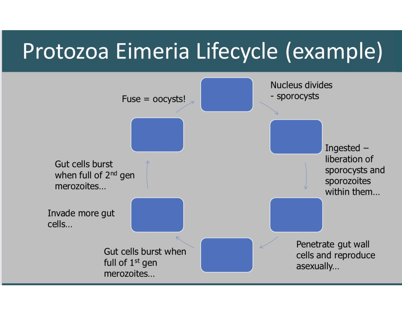 Protozoa Lifecycle Quiz Biology Diagrams