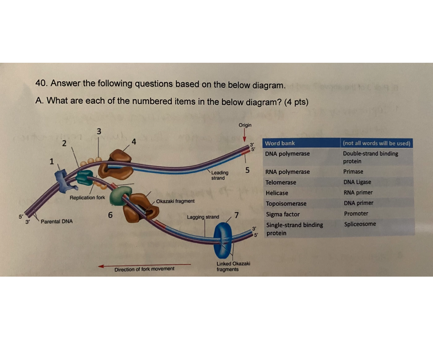 Dna Transcriptase Enzyme Model DNA Transcriptase Quiz