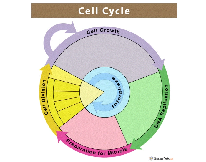 Cell cycle stages Quiz Biology Diagrams