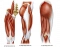 Major Muscles of the Lower Limb (Upper Leg) 