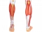 Label the muscles of the lower limb (Lower leg)