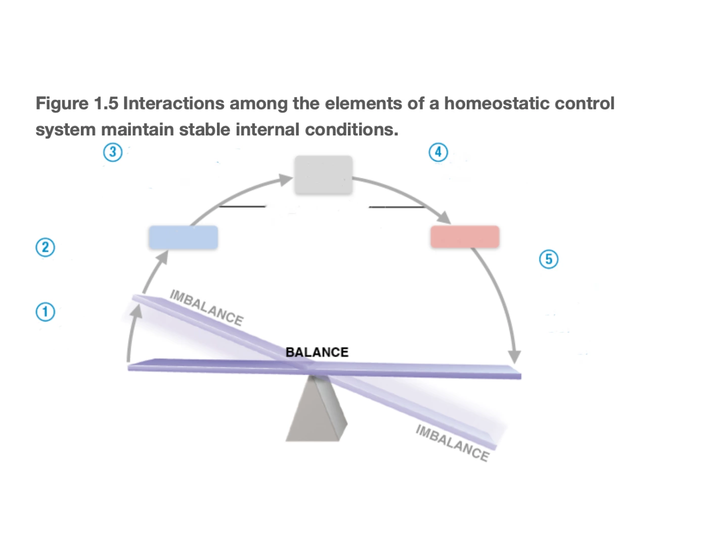 Homeostatic Control Module homeostatic control system Quiz
