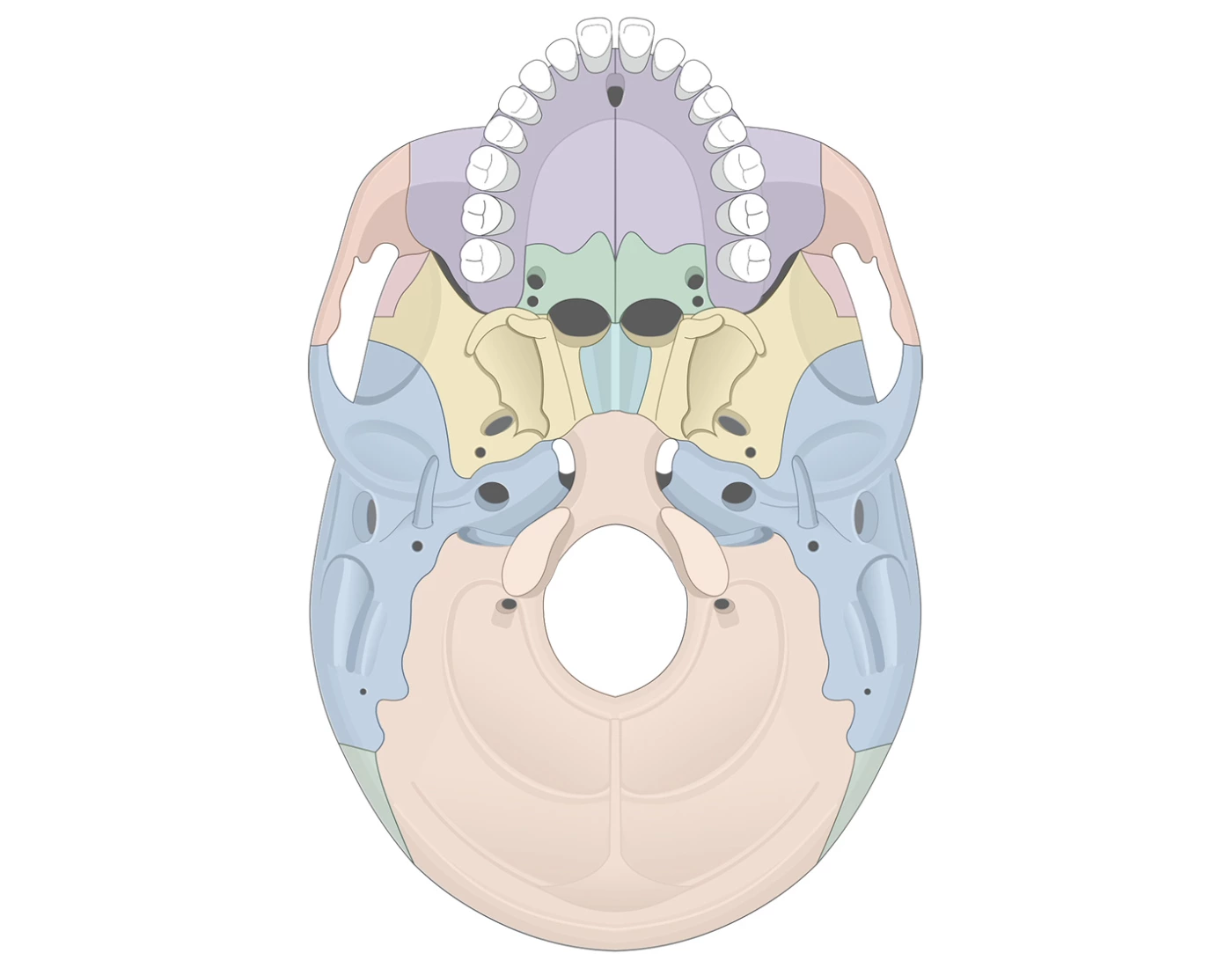Adult Skull Inferior View Anatomy Quiz — Printable Worksheet