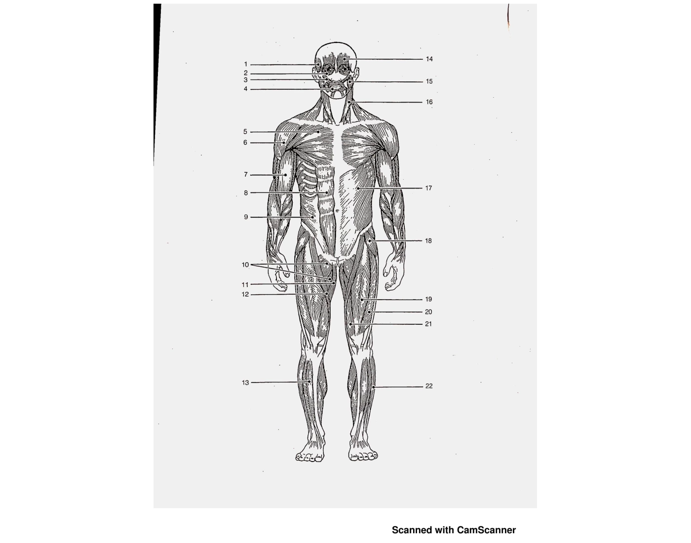 anterior-major-muscles-study-quiz