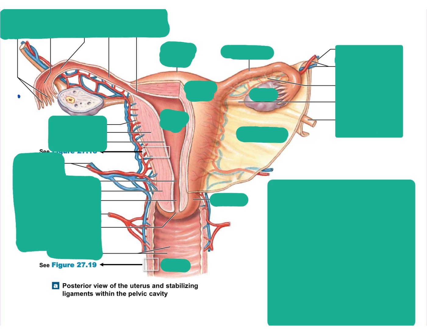 Anatomy Uark Quiz