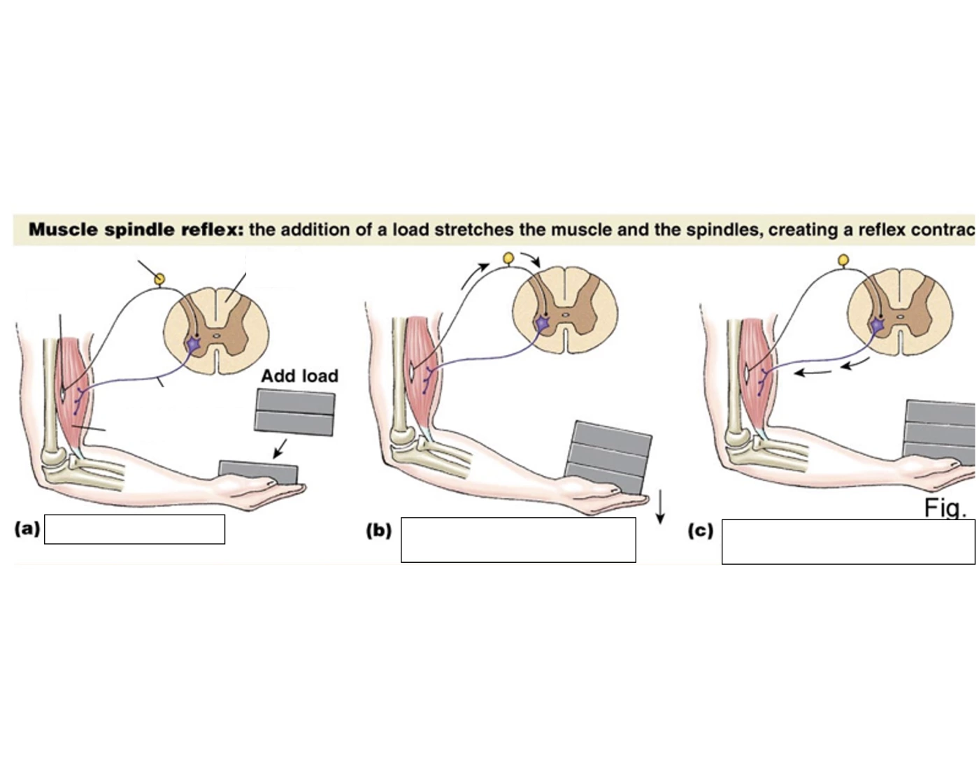 muscle spindle reflex โ Printable Worksheet Biology Diagrams