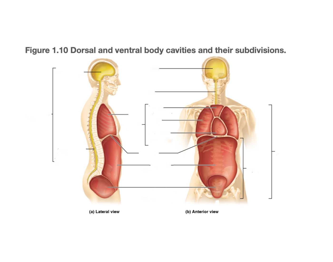 Dorsal and ventral body — Printable Worksheet