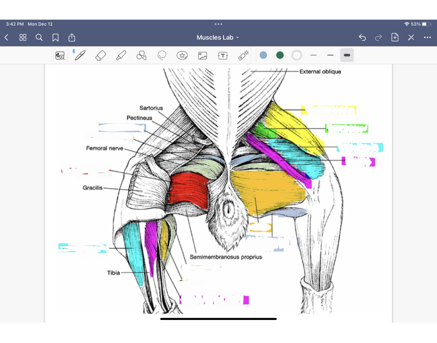 Bottom of rabbit muscles Quiz