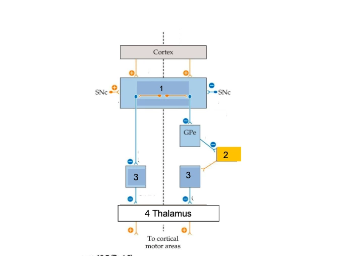Basal Ganglia Motor Loop Quiz