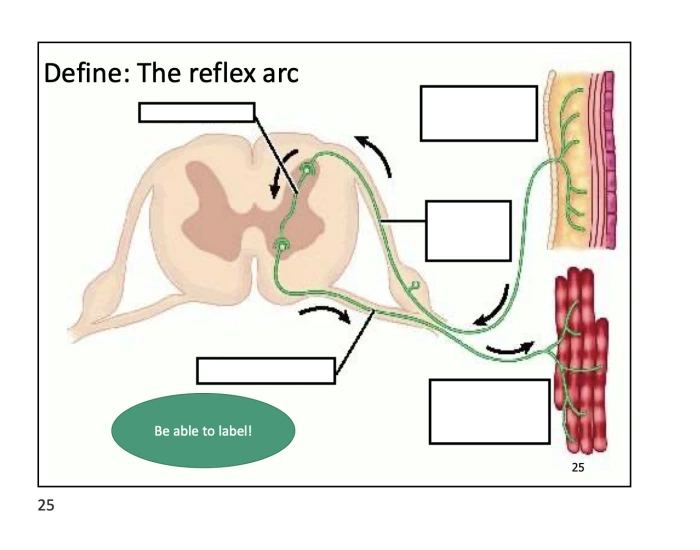 Label the Reflex Arc — Printable Worksheet
