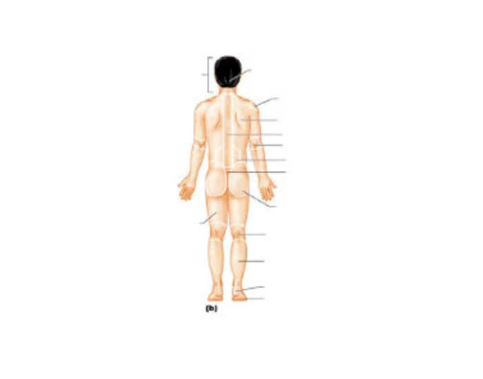 Back Regions R Back body regions Quiz