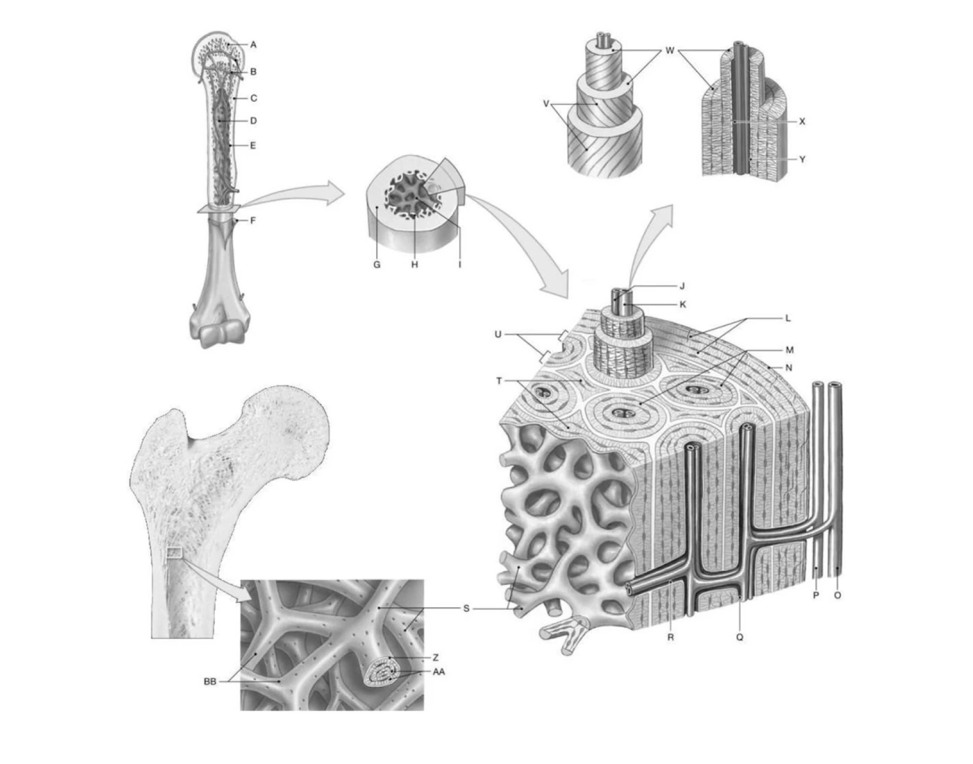 Bone anatomy Quiz