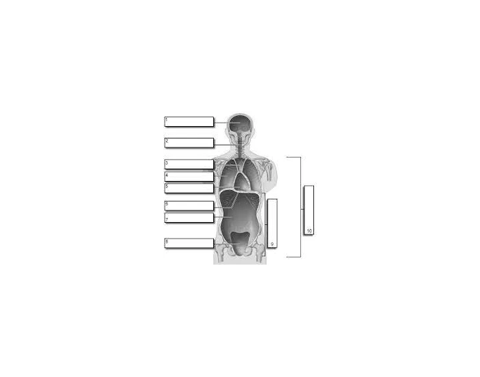 Body Cavity Frontal View Printable Worksheet
