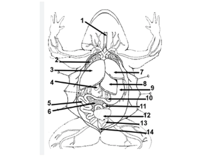 Bullfrog Muscles bullfrog anatomy Quiz