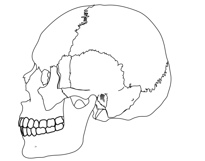 Human Skull Anatomy Quiz