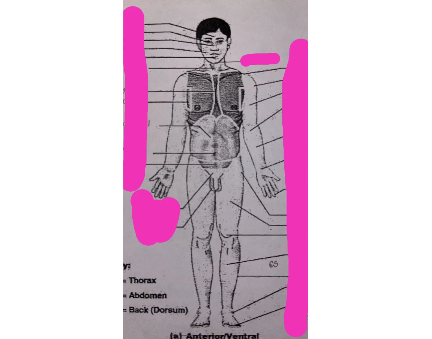 Body Regions Front Printable Worksheet