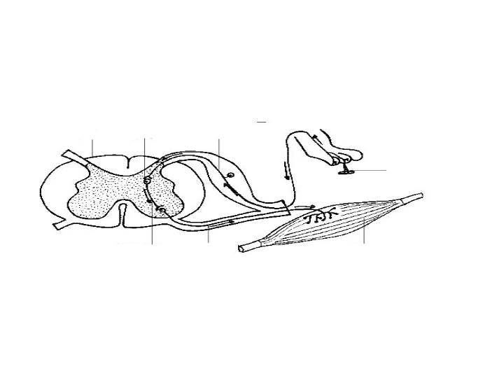 Reflex Arc Example Printable Worksheet