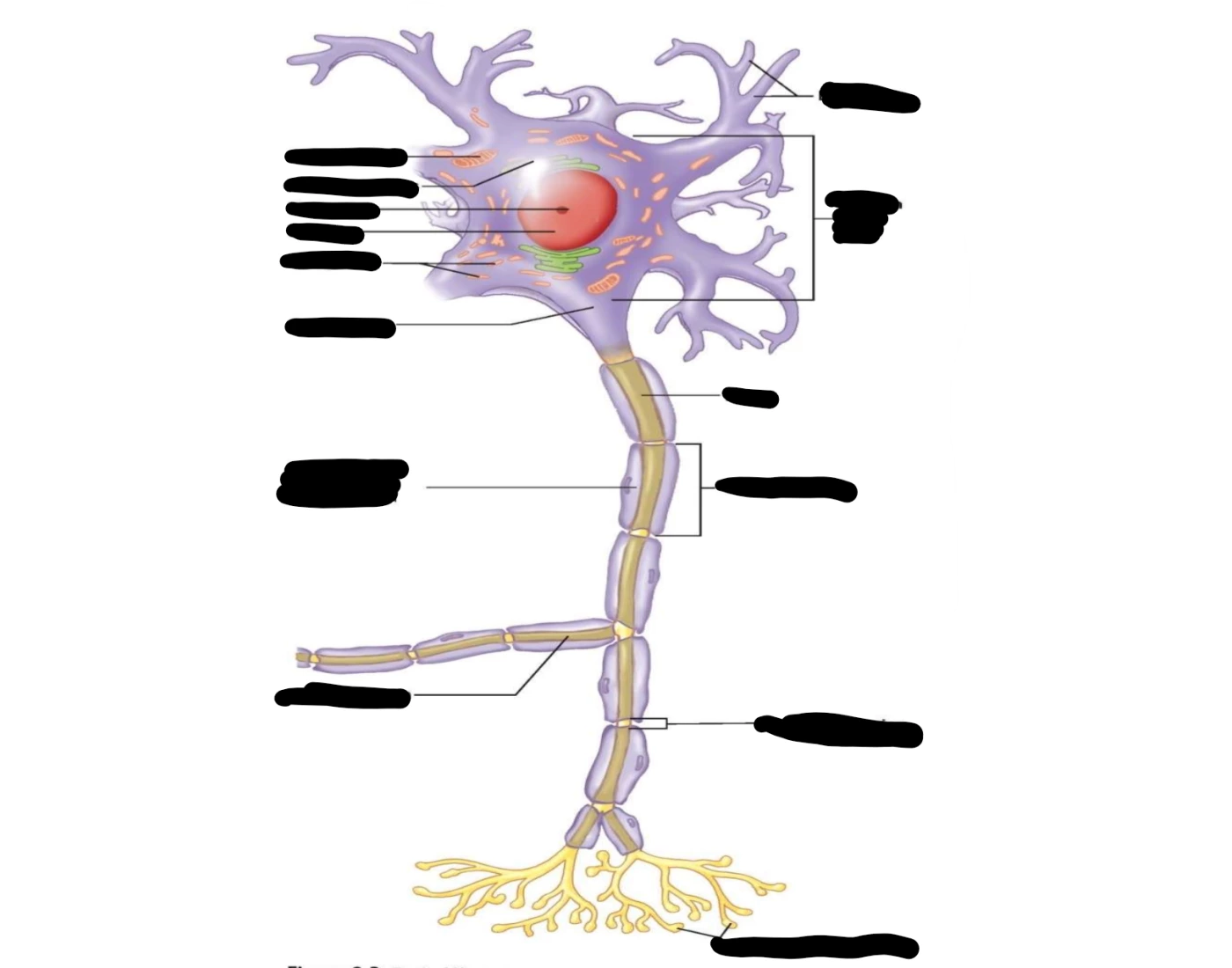 Multipolar Neuron Printable multipolar neuron semester 2 quiz