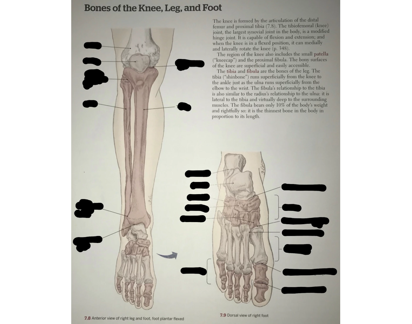 LEG AND FOOT Quiz