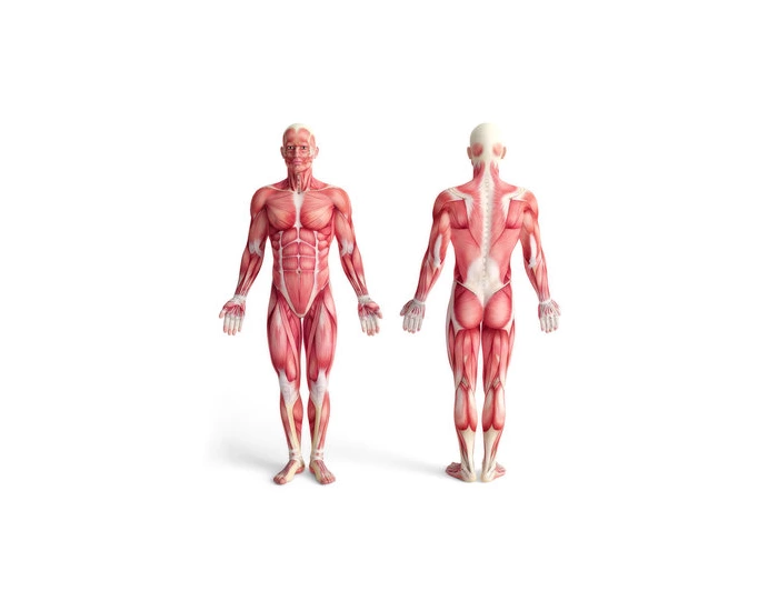 Muscles Identification Quiz