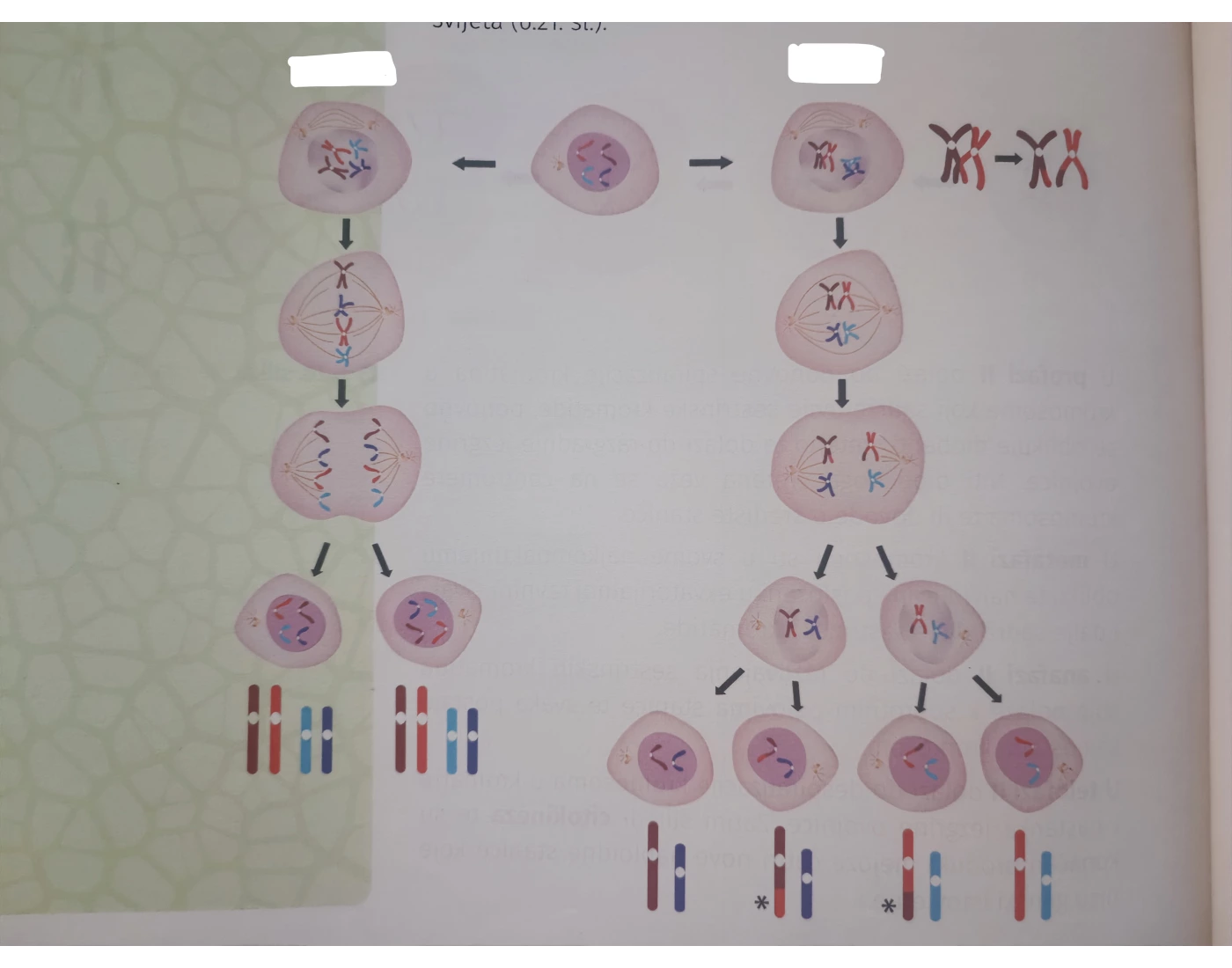Sprawdzian Z Biologi 1 Liceum Mitoza I Mejoza mitoza i mejoza Quiz