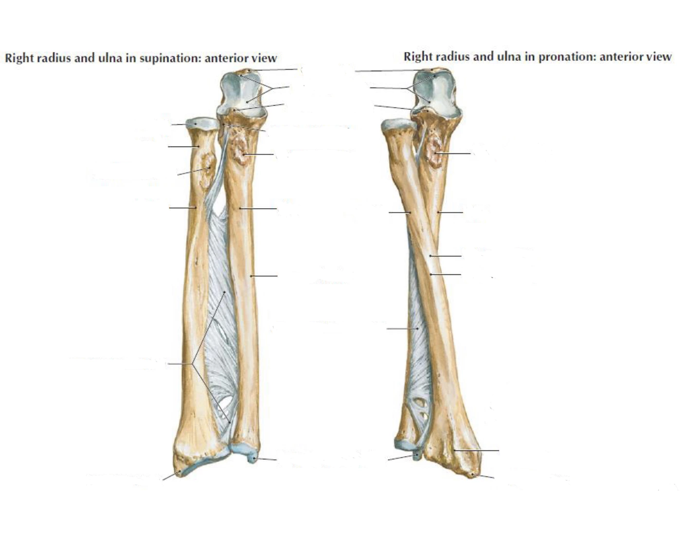 GAP1 2024 Radius ulnar pronation and supination Quiz