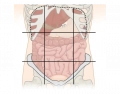 Abdominal Regions - Anatomy and Physiology