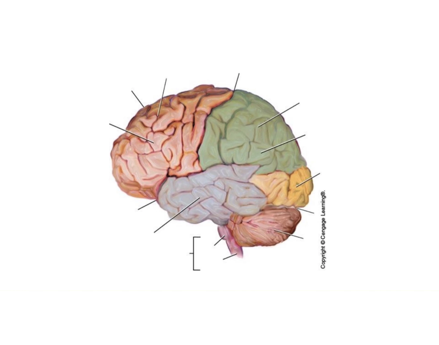 Brain External View Label External lateral brain — Printable Worksheet