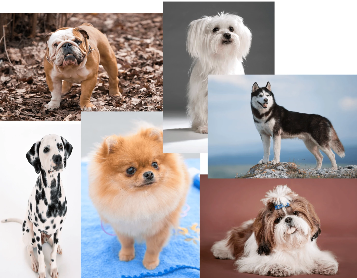 types-of-dogs-printable-worksheet