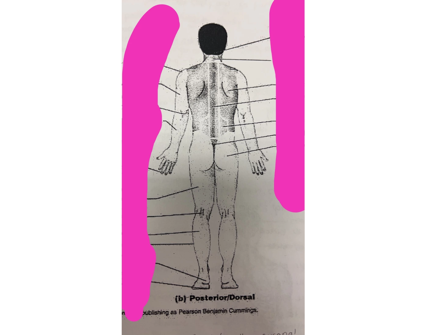 Back Regions R body regions back Quiz