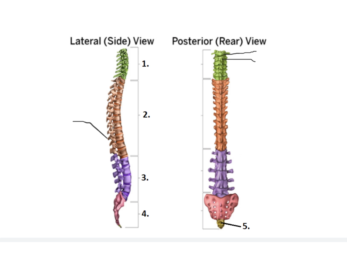 Spine Label Math Spine labeling Quiz