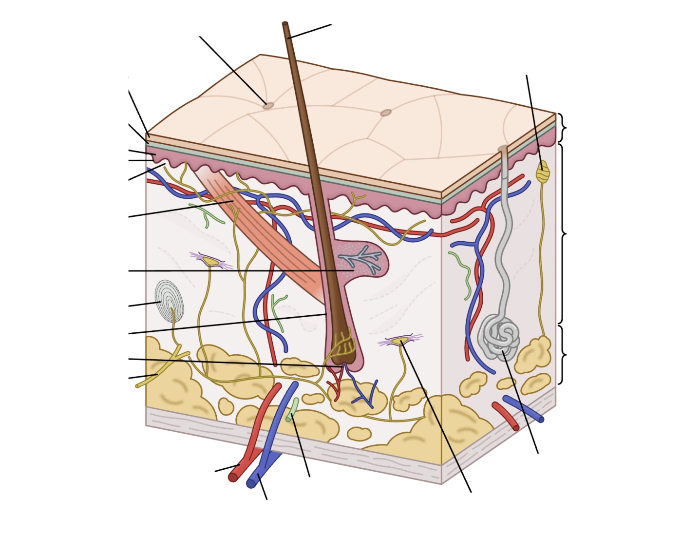 cutaneous-membrane-functions-quiz