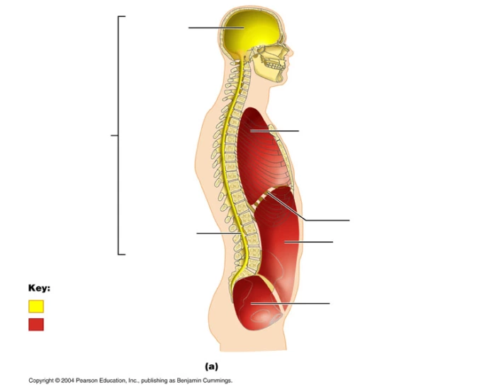 Lateral Body Type Lateral Body Cavities Quiz